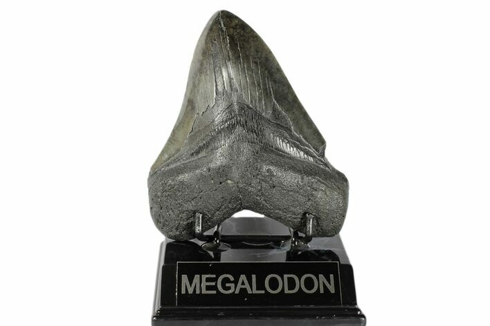 Fossil Megalodon Tooth - South Carolina #168025